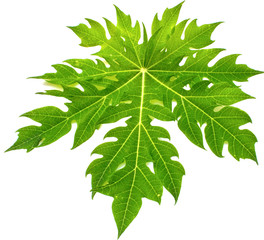 green leaf isolate on white background / papaya leaf