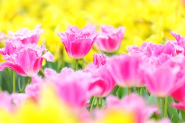 Crédence de cuisine en verre imprimé Tulipe tulipe dans le champ de fleurs