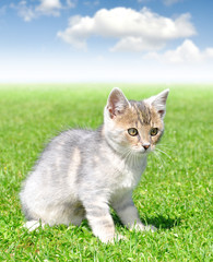 Naklejka na ściany i meble young cat in the grass