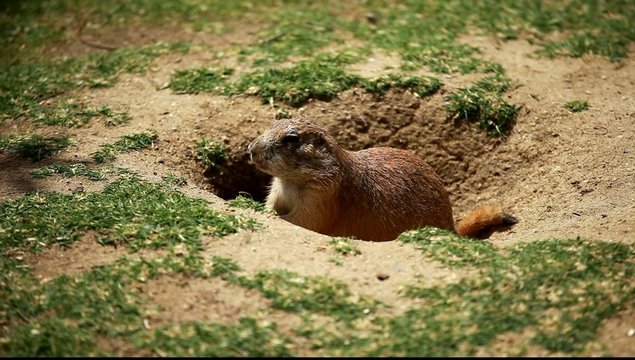 Black-tailed prairie dogs - sticking out from a burrow.