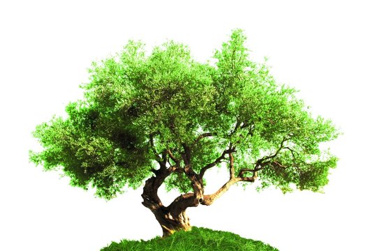 alter Baum - isoliert