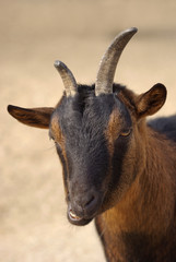 Portrait de chèvre