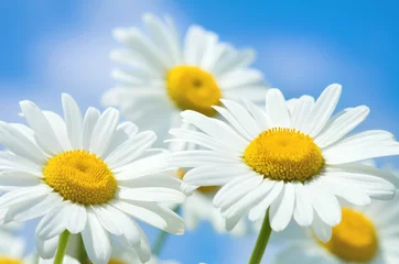Crédence de cuisine en verre imprimé Marguerites Beautiful daisy close-up