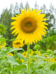 sunflower in the farm