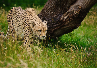 Cheetah Acinonyx Jubatus Big Cat