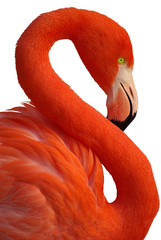 Portrait de flamand rose © sablin