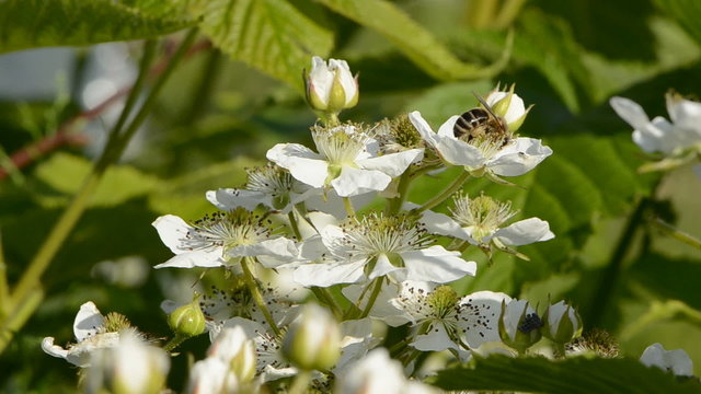 blackberry bush blossoms and bee