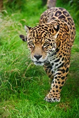 Foto op Plexiglas Stunning jaguar Panthera Onca prowling through long grass © veneratio