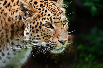 Plakat Piękna Panthera Pardus leopard cat big wśród liści