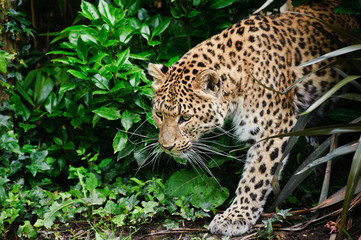 Naklejka na ściany i meble Piękna Panthera Pardus leopard cat big wśród liści
