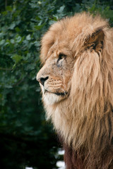 Portrait of King of the Jungle Lion Panthera Leo big cat