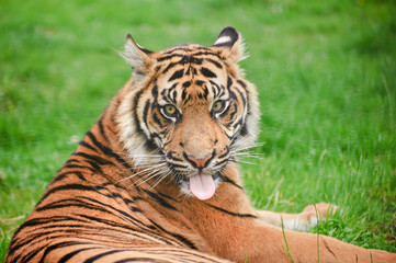 Portrait of Sumatran Tiger Panthera Tigris Sumatrae big cat