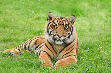 Naklejka na ściany i meble Portret Tygrys sumatrzański Panthera tigris Sumatrae wielkiego kota