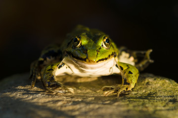 The green frog