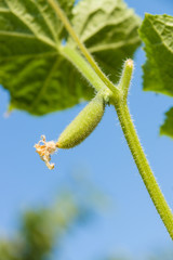 Young cucumbers