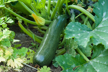 Zucchini in the garden