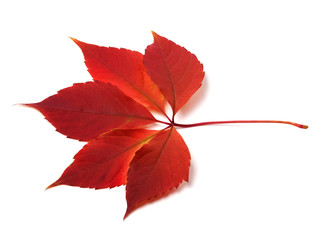 Autumn virginia creeper leaf