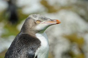 Portrait of a Yellow-eyed Penguin.