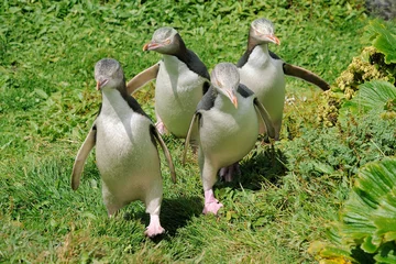 Plexiglas foto achterwand Four Yellow-eyed Penguins walking towards. © andreanita