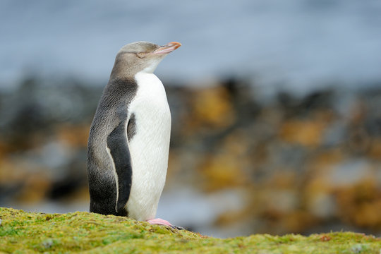 Yellow-eyed Penguin standing in front of ocean.