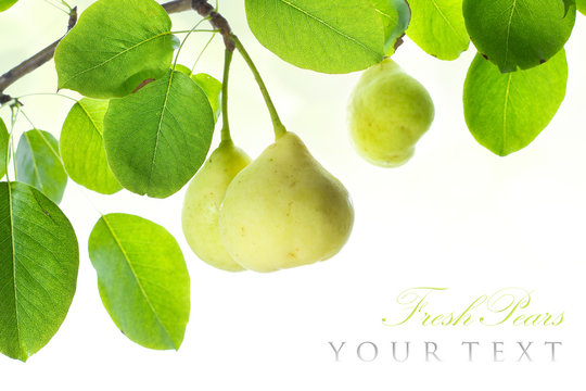 Fresh ripe pears on branch border isolated on white