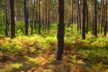 Colourful autumn landscape. Pine forest and fern