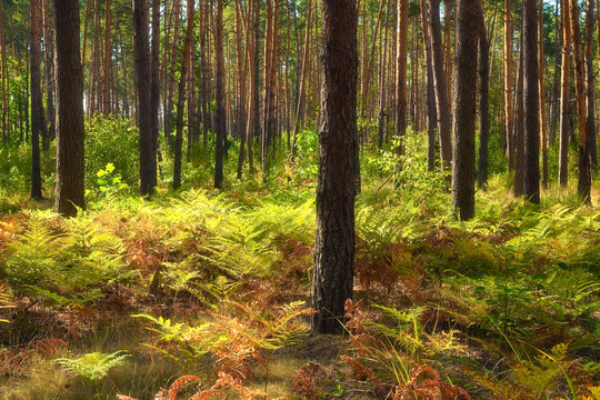 Fototapeta Colourful autumn landscape. Pine forest and fern