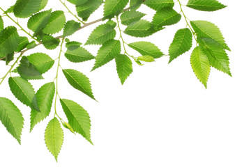 Beautiful green twig isolated on white