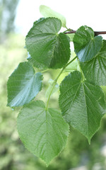 linden green leaves on green background.