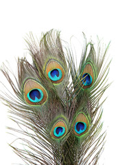 Naklejka premium Peacock feathers on white background close-up