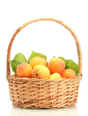 ripe apricots with green leaves in basket isolated on white