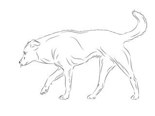 Running dog on white background (hunter)