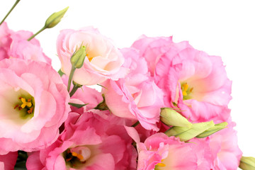 Obraz premium bouquet of eustoma flowers, isolated on white
