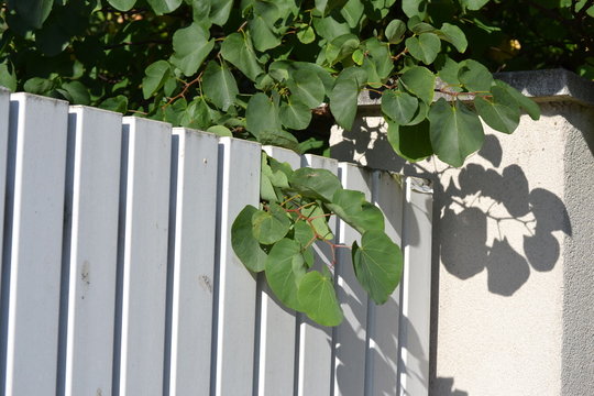 Laub