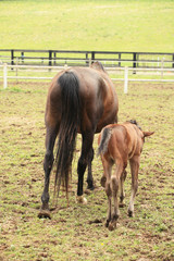 young foal with his mother in a field in spring