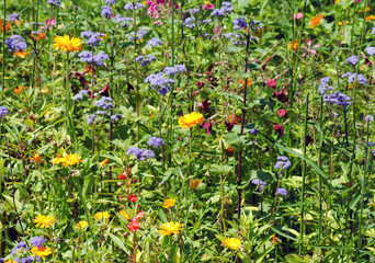 blume2