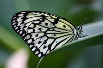 Fototapeta na wymiar Piękne kolorowe Butterfly