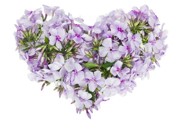 Heart from  pink phloxes