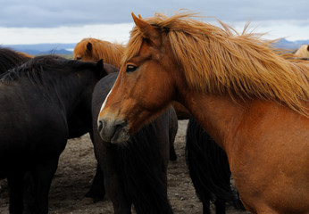 Fototapeta na wymiar Konie islandzkie pobliżu Gullfoss, Islandia