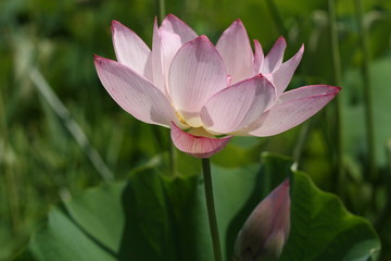 lotus flower