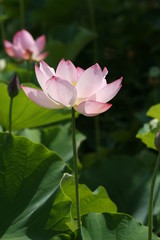 Obraz premium lotus flower