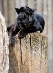 Foto op Canvas Zwarte luipaard © byrdyak