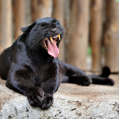 Black leopard © byrdyak