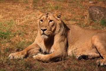 Resting lioness