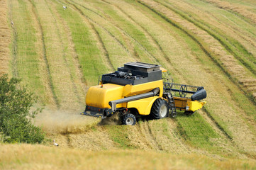 Combine harvester harvesting wheat cereal in farm