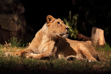 Fototapeta na wymiar Odpoczynku lwica