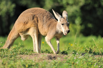 Kangaroo