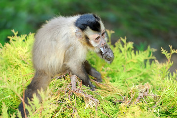 Capuchin monkey