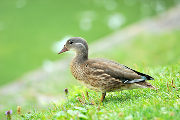 Wild duck
