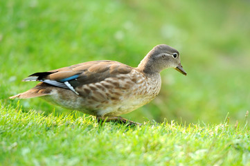 Wild duck